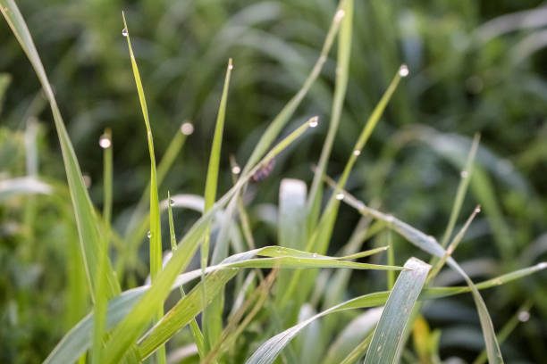 Morning dew on green grass Morning dew on green grass роса stock pictures, royalty-free photos & images