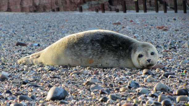 istock Seal at the german noth sea, Helgoland 1132118807