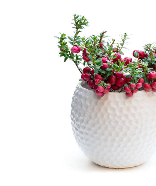 istock Gaultheria mucronata plant in pot isolated on white 1132119099