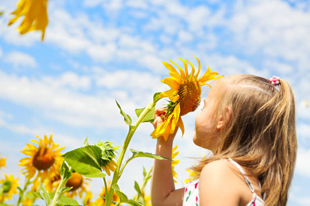istock Child playing in sunflower field on sunny summer day 1132119222