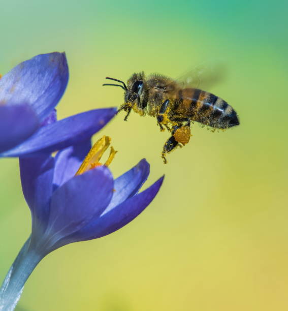 pszczółka na krokusie - insect animal eye flower flower head zdjęcia i obrazy z banku zdjęć