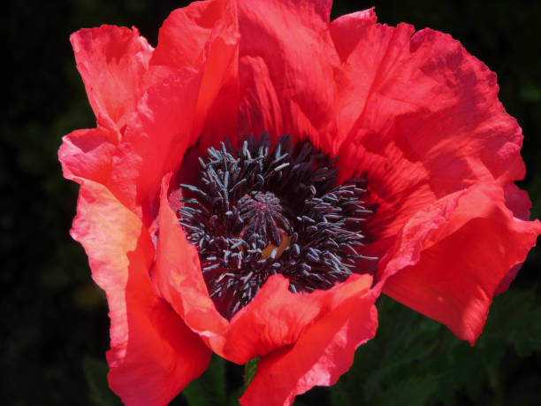 розовый восточный мак (papaver orientale) - oriental poppy стоковые фото и изображения