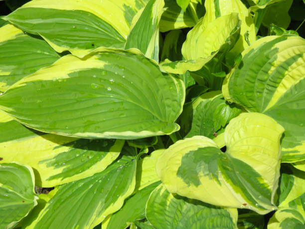 istock Close up fresh green hosta leaves 1132121669