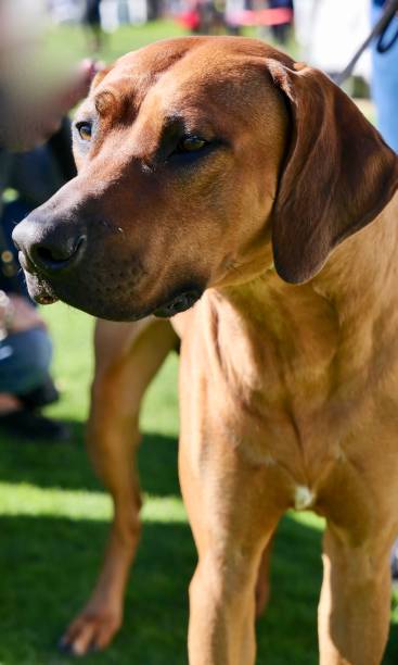 istock Close up of Rhodesian Ridgeback Dog 1132121697