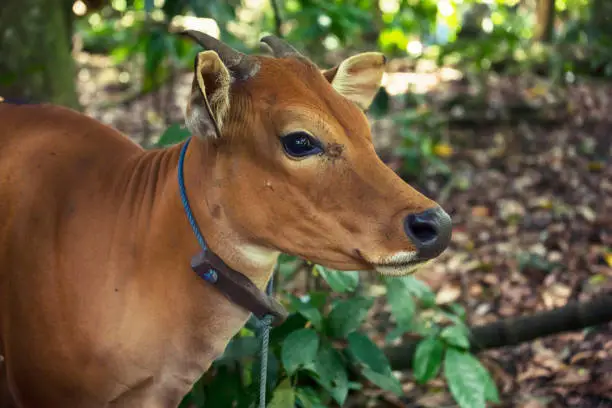 Brown calf. Bull (Boss javanicus).