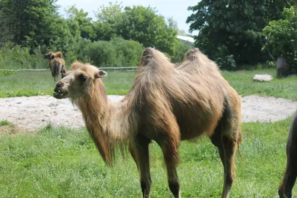 Photo of Camel in the zoo