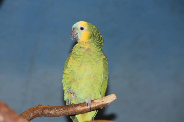 istock Parrot in the zoo 1132122332
