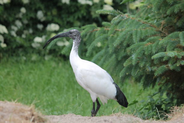 istock Stilts bird in the zoo 1132122347