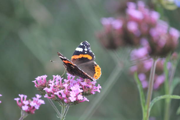 istock Butterfly on a flower 1132122545