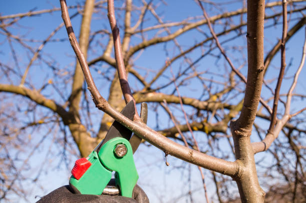istock Pruning apple with garden scissors. Spring pruning of fruit trees in the garden. 1132123795