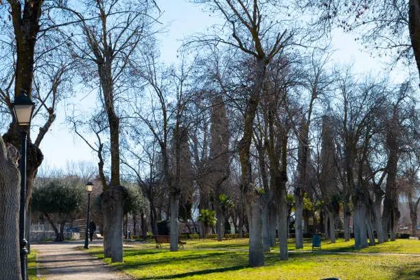 photo of a park full of trees without leaves on a beautiful and sunny winter day. The sun´s rays filter through the bare branches.