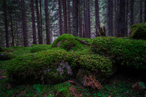 istock Green moss on the trees inside the mystic forest 1132125188