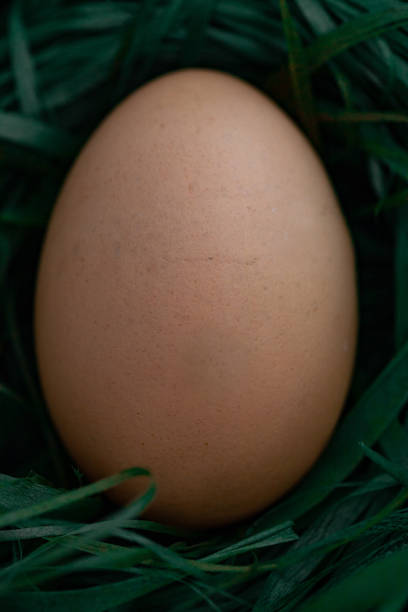 istock chicken eggs basket on the hey 1132126078
