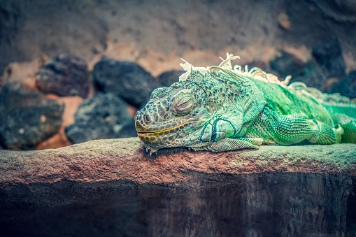 Picture shows a green sleeping lizard.