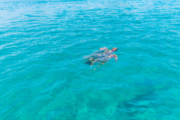 istock Turtle in Zakynthos siland 1132127321