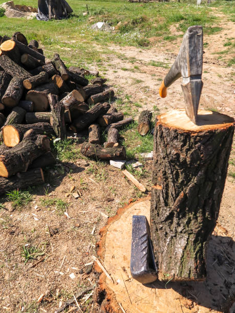 istock firewood, oak, cut in pieces 1132127445