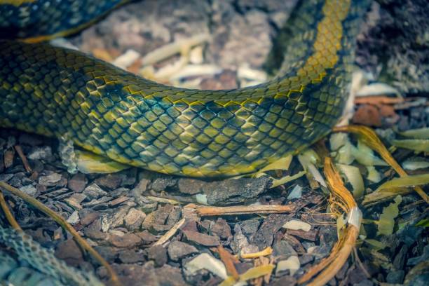 istock View on a skin of a snake 1132127459