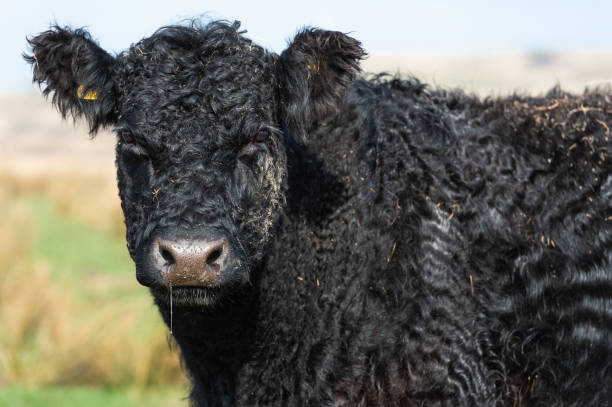 istock Black Galloway cow 1132128722