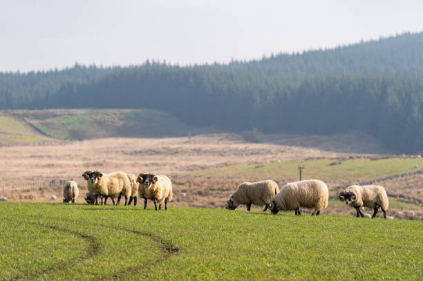 istock Flock of rams 1132128815