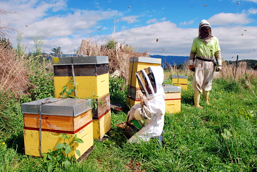 There is nothing a Child loves more than a day at work with his Dad. Here a child learns the basics of Beekeeping in an authentic learning experience.