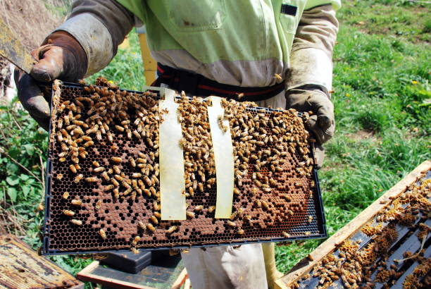 蜂の巣の養蜂で使用される varroa ダニ抑止のためのストリップ - beehive rural scene bee outdoors ストックフォトと画像