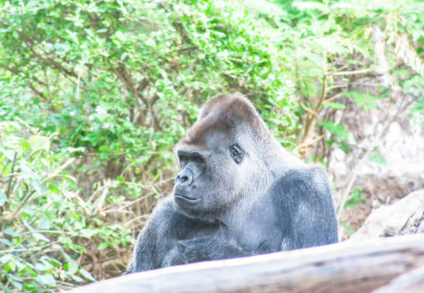 istock sad Gorilla sits here and waiting for you 1132139517
