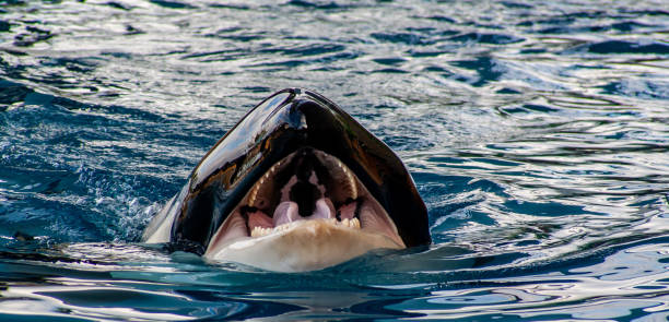 vue de détail d'un orca avec la bouche ouverte - pod photos et images de collection