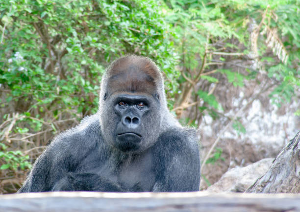 istock boring Gorilla sits here and waiting for you 1132140039
