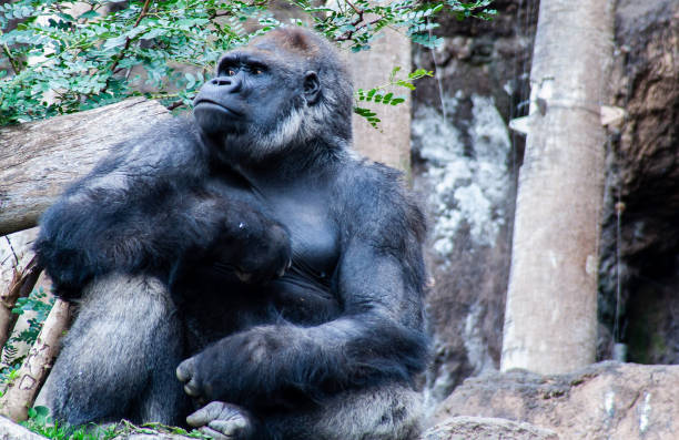 istock proud Gorilla sits here and waiting for you 1132140574