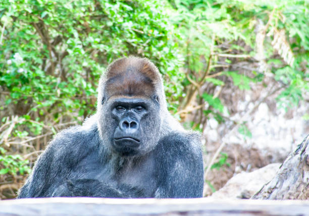 istock grimly Gorilla sits here and waiting for you 1132141115