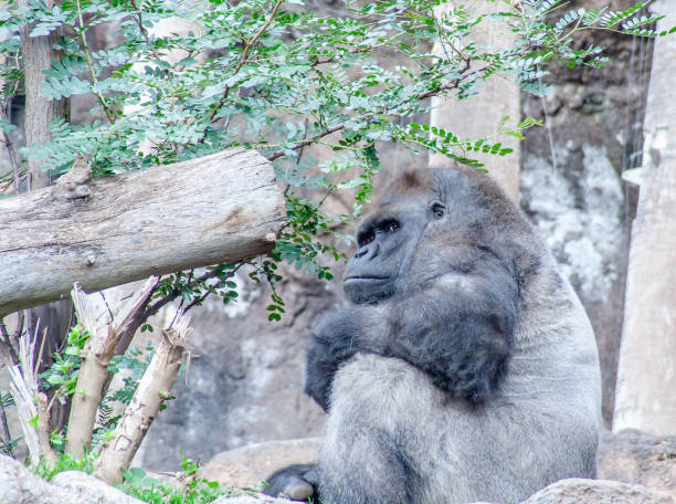 istock fear Gorilla sits here and waiting for you 1132141135