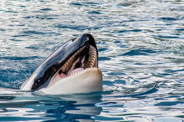 A black and white whale is swimming in a blue ocean. The whale is surrounded by water and he is enjoying its time in the ocean