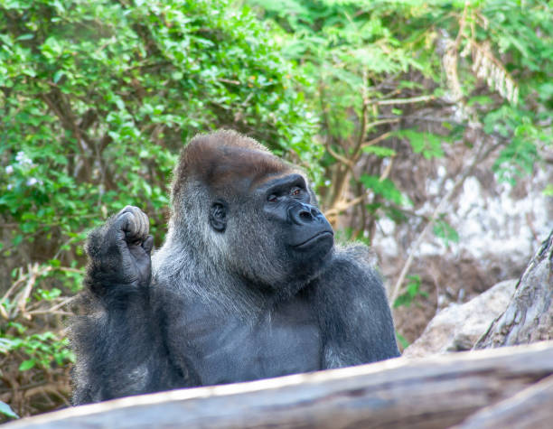 istock funny Gorilla sits here and waiting for you 1132142236