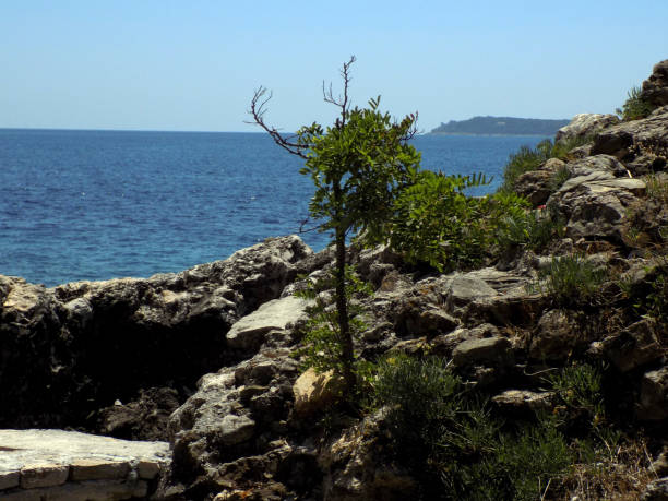 istock Lonely throttled tree is growing on the rock over the sea 1132143698