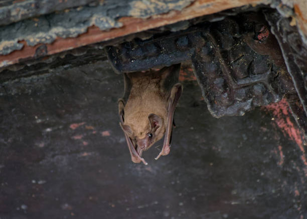 istock Black bearded tomb bat (Taphozous melanopogon), Wat Chaiwatthanaram, Ayutthaya, Thailand. 1132144665