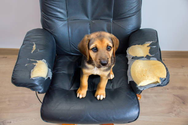 이 개는 교육을 해야 합니다 - dog furniture destruction damaged 뉴스 사진 이미지