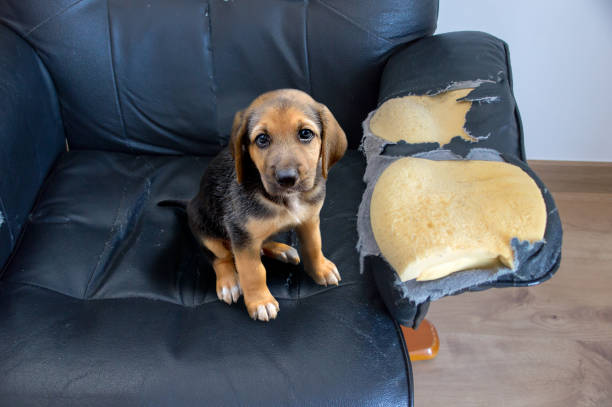 This dog has to be educated naughty playful puppy dog after biting a couch tired of hard work destroyer photos stock pictures, royalty-free photos & images