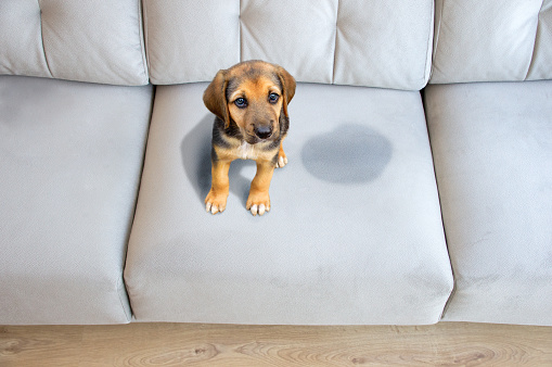 Cute puppy sitting near wet or piss spot on the sofa inside the room