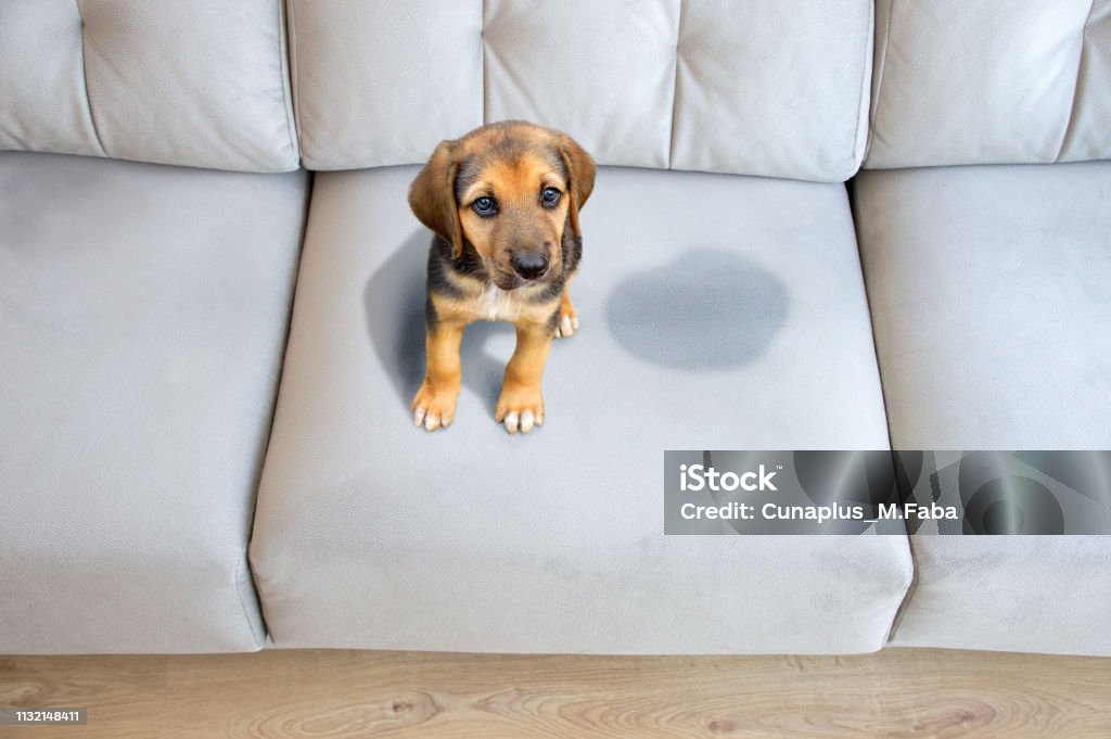 This dog has to be educated Cute puppy sitting near wet or piss spot on the sofa inside the room Sofa Stock Photo