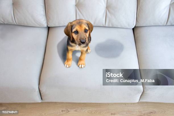 This Dog Has To Be Educated Stock Photo - Download Image Now - Sofa, Dog, Stained