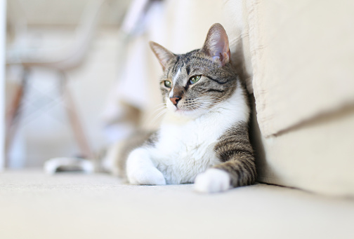 Cute cat relaxing on home floor
