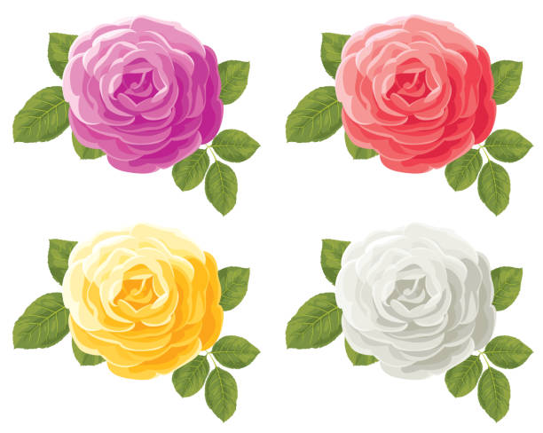 set von vier farbigen rosen - rose colored stock-grafiken, -clipart, -cartoons und -symbole