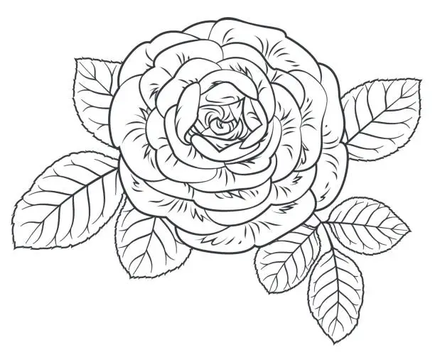 Vector illustration of black and white rose and leaves.
