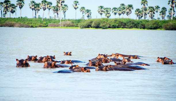 wading hippos in selous national park in tanzania. - safari animals africa animals in the wild hippopotamus imagens e fotografias de stock