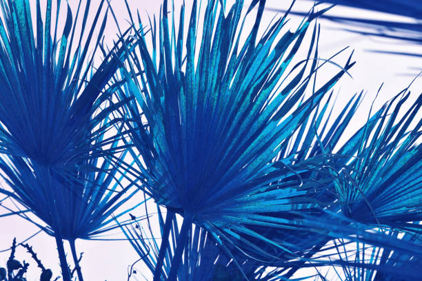 istock abstract palm leaves of light blue colors with a white background 1132151647