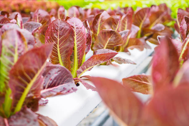 수경 야채 농장 시스템에 신선한 유기농 붉은 잎 양상추 샐러드 공장 - field vertical agriculture crop 뉴스 사진 이미지