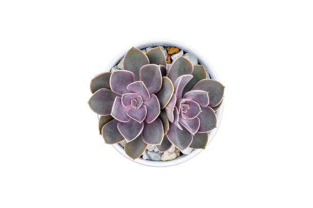 istock Top view of small cactus isolated on white background 1132153329
