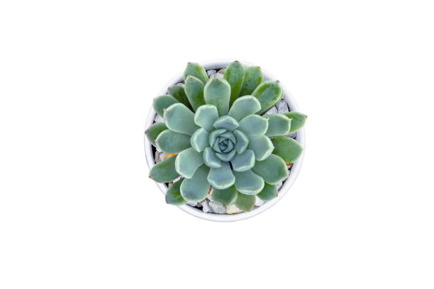 istock Top view of small cactus isolated on white background 1132153333