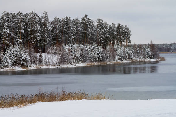 istock White snow covered trees in the winter forest on the lakeside. 1132154530