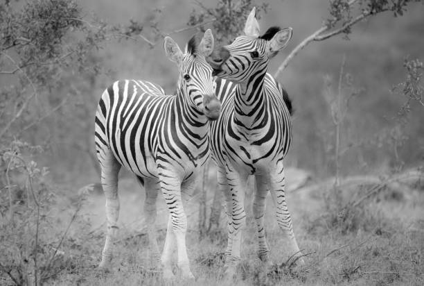 istock Let me whisper in your ear 1132154579